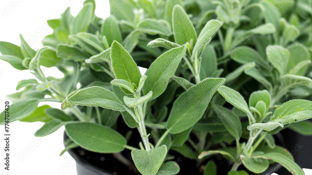 Close-up of lush green plant leaves, showcasing intricate patterns and vibrant tones Close-up of lush green plant leaves, showcasing intricate patterns and vibrant tones