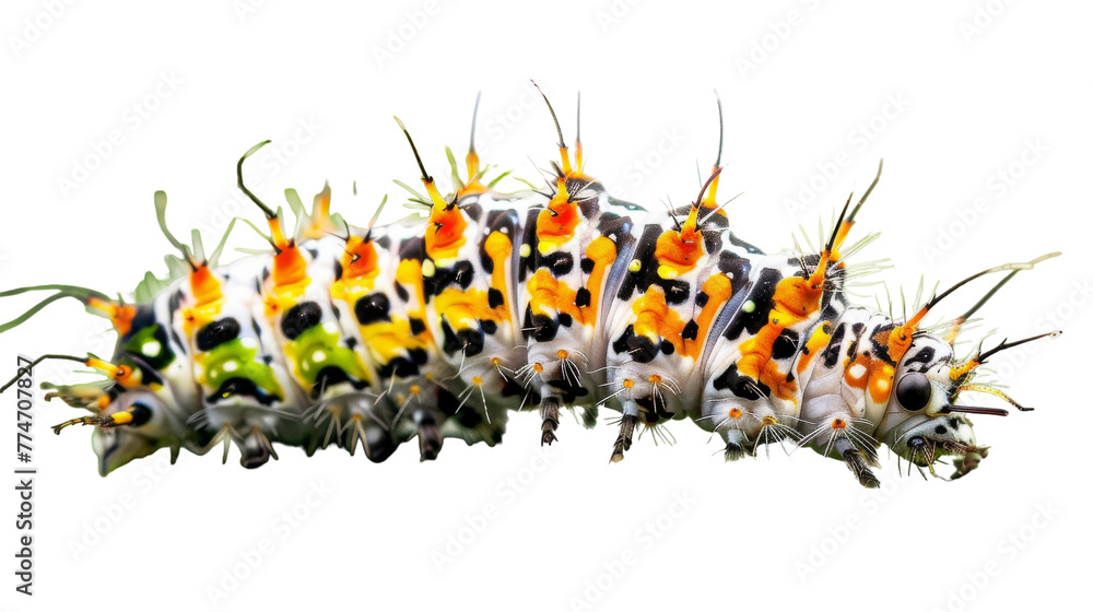 Obraz premium A vibrant, multicolored caterpillar crawls gracefully on a pristine white backdrop