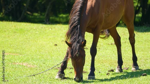 Close up of a horse eating and it's head. Brown with white spots horse eating green grass in pasture.