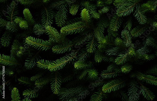 Beautiful Christmas Background with green fir tree brunch close up. Copy space  trendy moody dark toned design for seasonal quotes. Vintage December wallpaper
