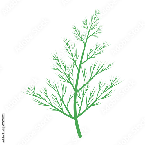 Green dill branch