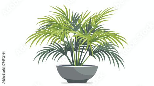 Oblong shaped leaves in a pot depicting parlor palm 