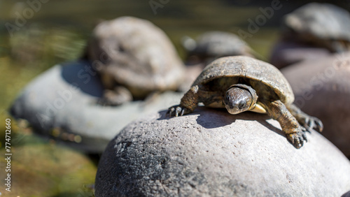 Smiling Turtle soaking in the sun