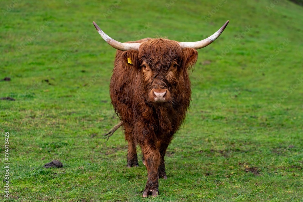 Highlander cattle in a pasture in Italy. Highlander cattle in a pasture in Italy.