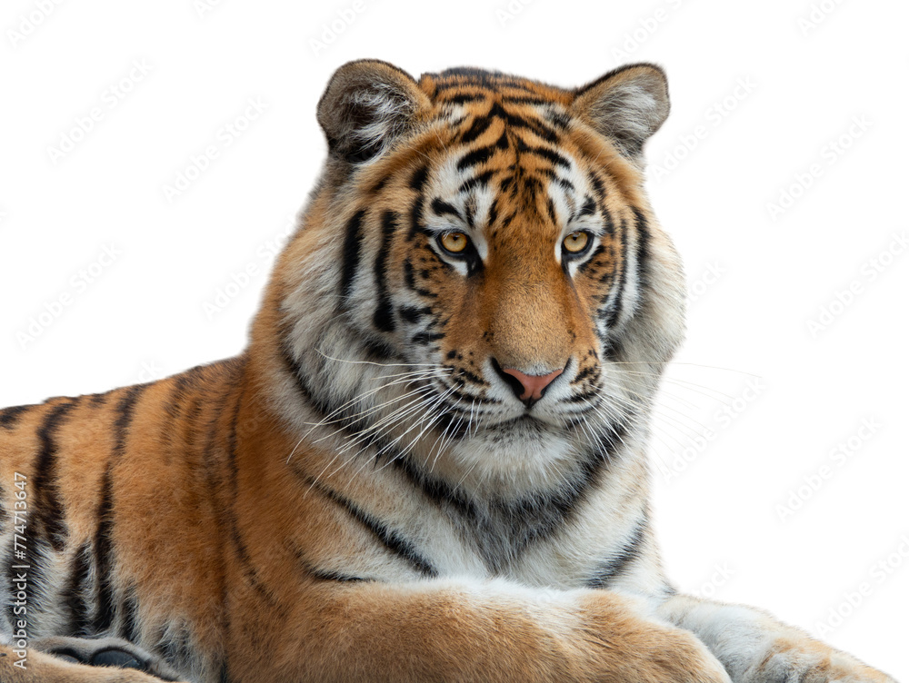 Tiger portrait isolated on white background Tiger portrait isolated on white background
