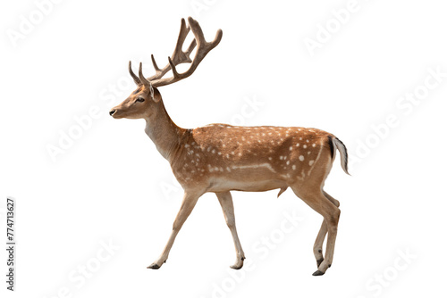 male european fallow deer isolated on white background