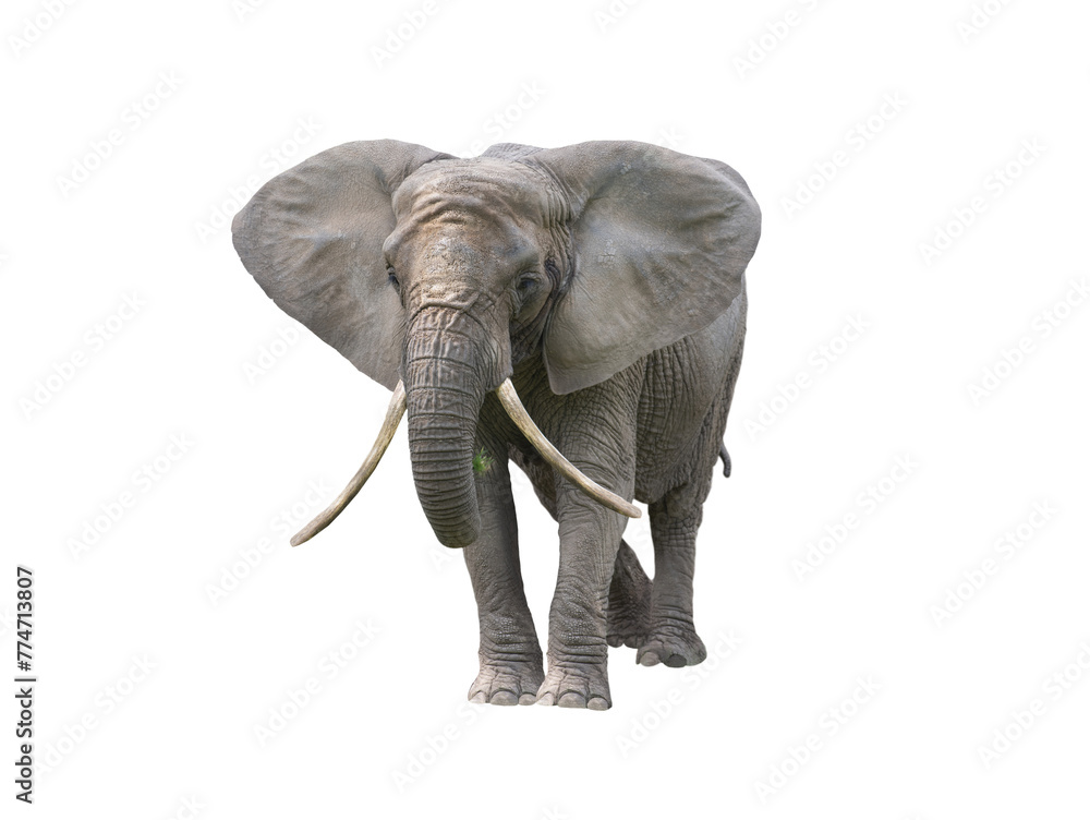Fototapeta premium African elephant isolated on white background