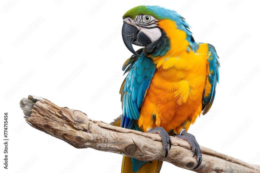 Colorful Parrot Perched on Top of a Tree Branch