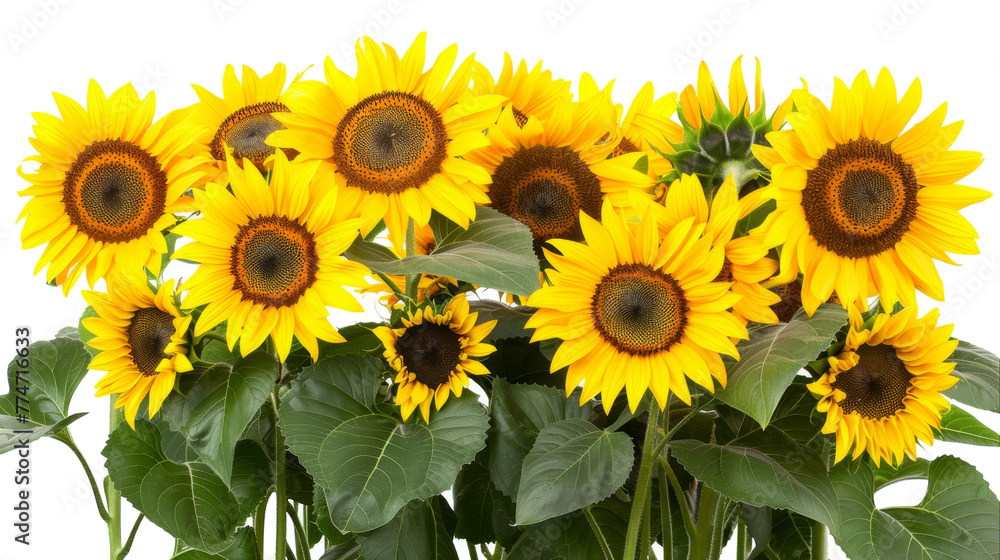 A vase overflowing with vibrant yellow sunflowers A vase overflowing with vibrant yellow sunflowers
