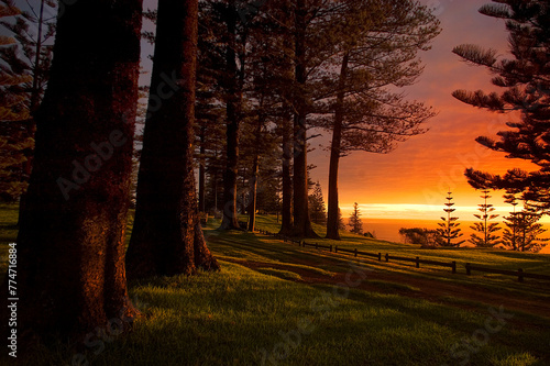Sunset through Norfolk Pines, Norfolk Island photo