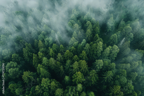 Aerial view of Nordic forest in fog. Green pine trees, top view. Nature landscape