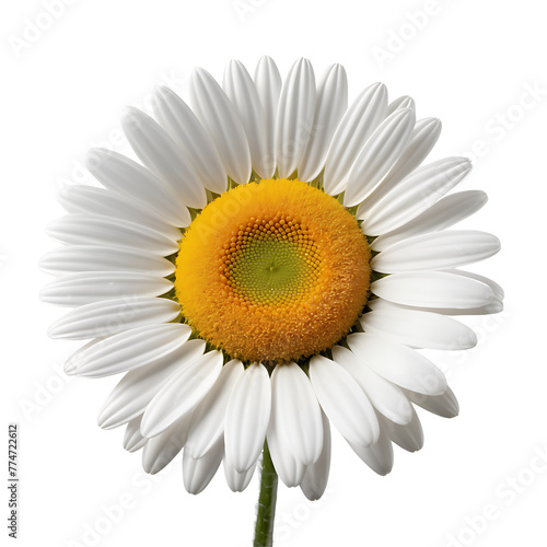Daisy element in PNG format with transparent background © Mehedi