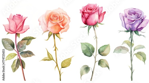 Pink Rose flower set of blooming plant hand drawn watercolor illustration on white background.