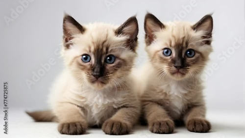 Wallpaper Mural cute little fluffy kittens Torontodigital.ca