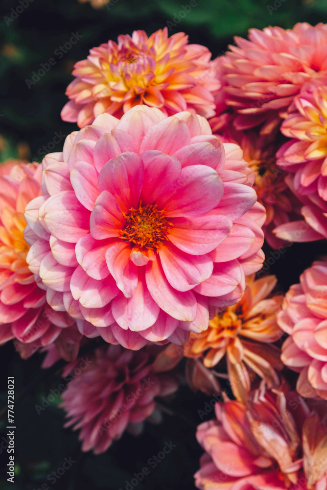 Beautiful fresh pink dahlia flowers in full bloom in the garden, close up. Natural floral texture for background. Beautiful fresh pink dahlia flowers in full bloom in the garden, close up. Natural floral texture for background.