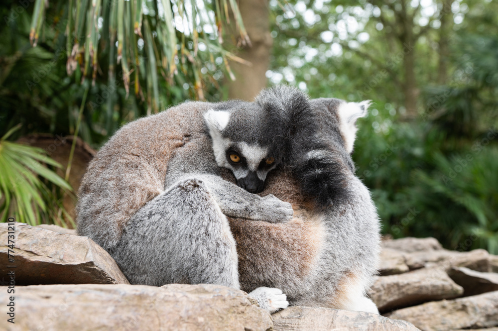 Naklejka premium Lemurs Embracing on Rocky Ledge