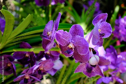 Close-up of blue Vanda coerulea orchids photo