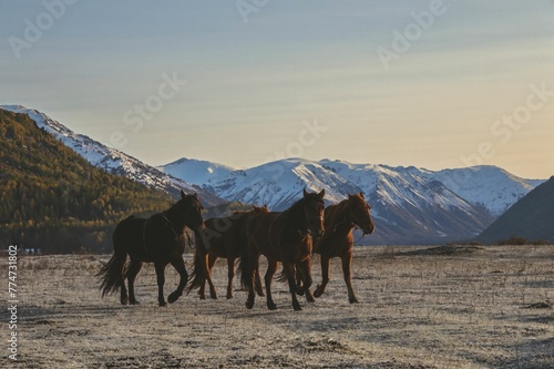 Horses at Mountain Dusk