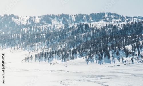 Wintry Forested Hills