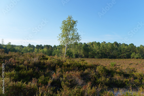 Fototapeta Naklejka Na Ścianę i Meble -  Heather land  and hills of the Hot valley in Fontainebleau forest