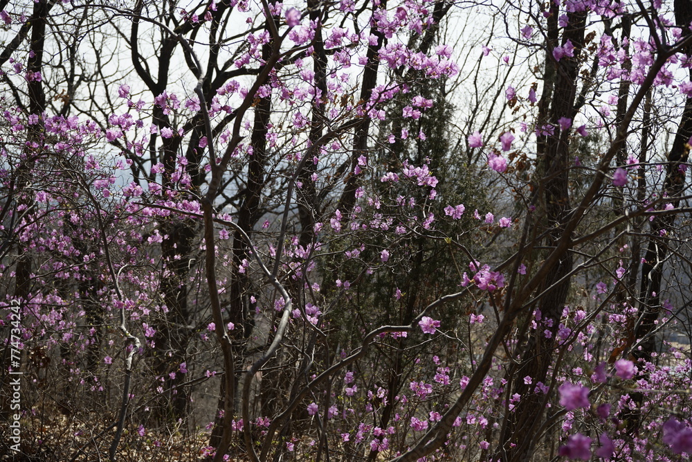 봄꽃 산과 들에 만발합니다
