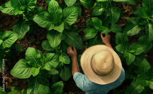 Fields of Growth: Gardener Tending to Tobacco Plants