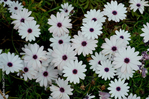 Blüte der Bornholm Margerite photo