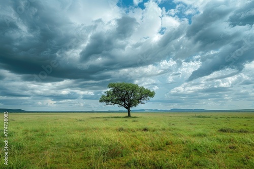 Beautiful landscape with lonely tree on the meadow under cloudy sky