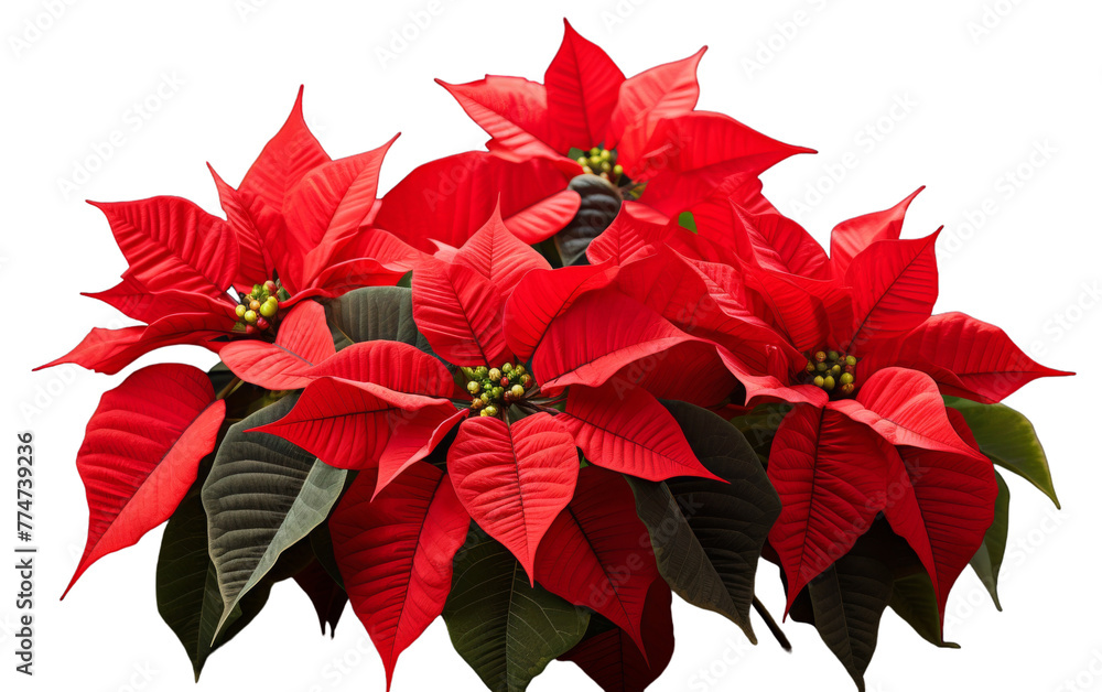 A vibrant cluster of scarlet poinsettias flourishing alongside lush green leaves A vibrant cluster of scarlet poinsettias flourishing alongside lush green leaves
