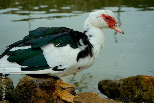 Warzenente an einem Teich photo