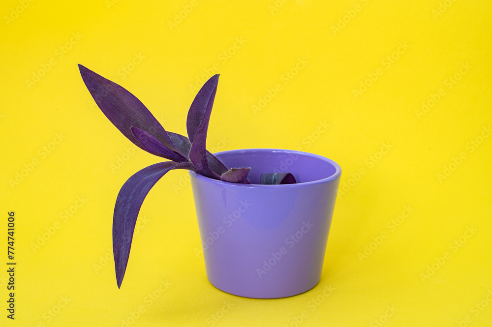 Φωτογραφία Purple heart plant gossamer pale tradescantia with purple leaves growing in a pu