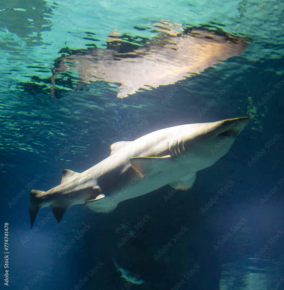 A shark swims in the water column in the ocean