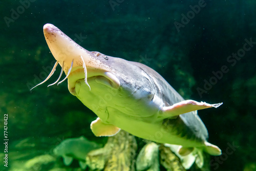 Sturgeon fish swims in an aquarium