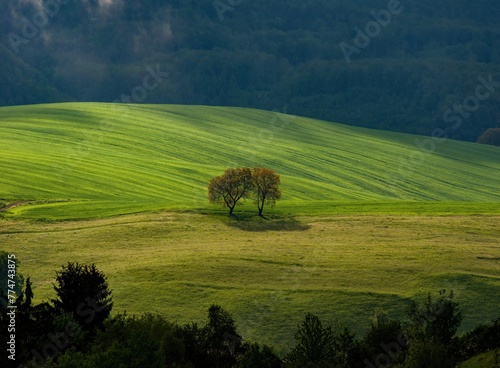 Spring green mountain landscape with meadows, fields and trees illuminated by the rising sun. The beginning of spring, walks in nature