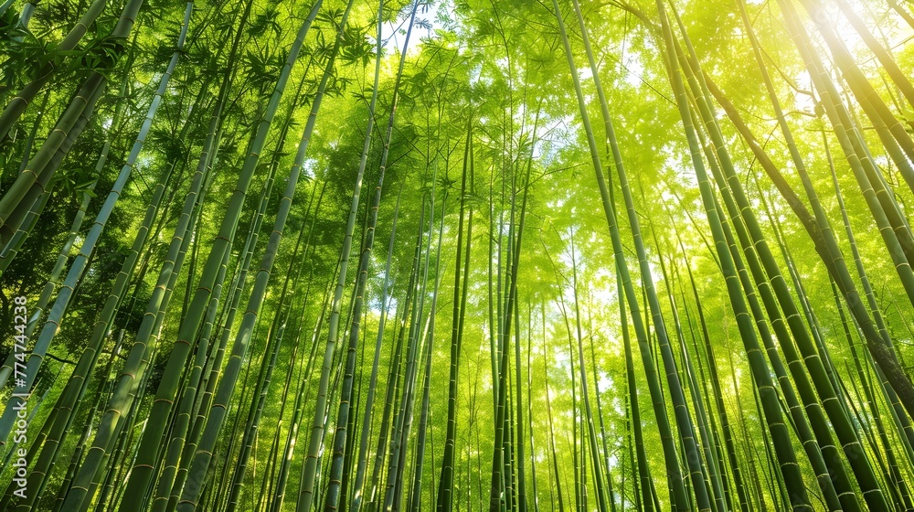 Lush Bamboo Forest with Dappled Sunlight Evoking Tranquility and Zen Lush Bamboo Forest with Dappled Sunlight Evoking Tranquility and Zen