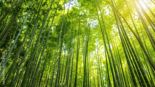 Lush Bamboo Forest with Dappled Sunlight Evoking Tranquility and Zen
