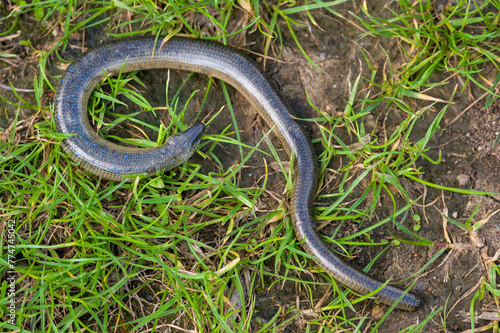 Slow worm (Anguis fragilis) on grass in the forest, crawls on the ground, escape from a predator.