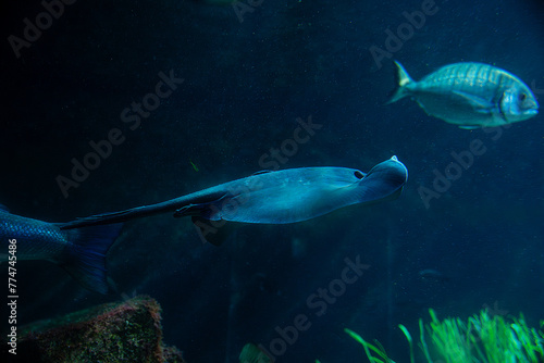Fototapeta Naklejka Na Ścianę i Meble -  fish in aquarium, cramp-fish