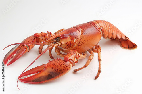 Red lobster on white background