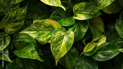 There are a lot of benefits to growing golden pothos, spotted betel. It's easy, hardy, and can thrive in a range of conditions, although the soil should stay moist when planting it in the ground. photo