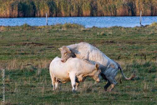 Uckerm  rker Rinder auf der Weide  