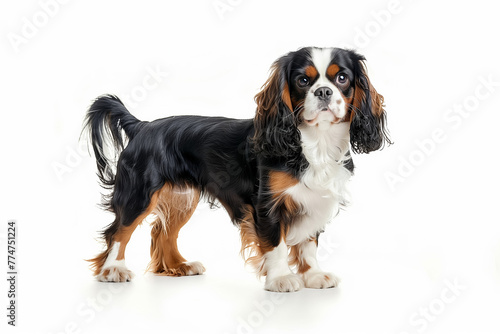 Cute King Charles Cavalier Spaniel standing against a white background