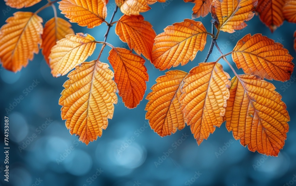 The leaves are orange and the sky is blue. The leaves are on a tree branch The leaves are orange and the sky is blue. The leaves are on a tree branch