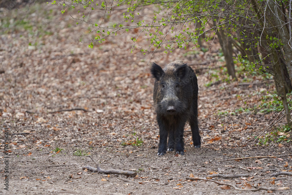 Big wild hog in the forest rooting Big wild hog in the forest rooting