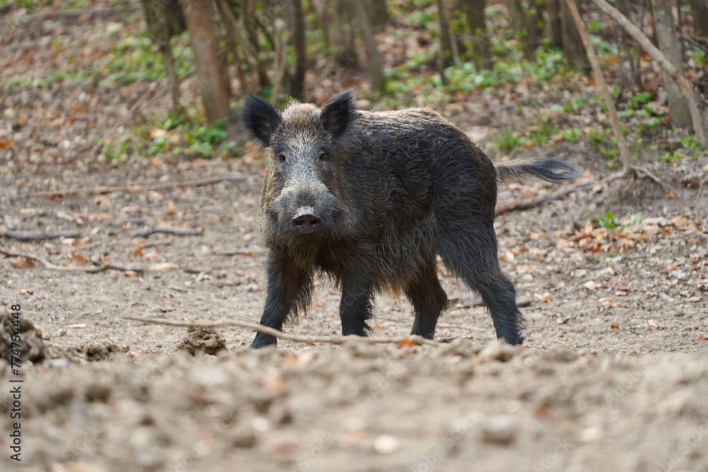 Big wild hog in the forest rooting Big wild hog in the forest rooting