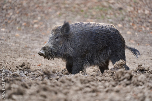 Big wild hog in the forest rooting