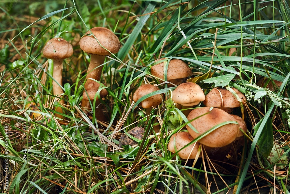 Blocked wild mushrooms on a green meadow Blocked wild mushrooms on a green meadow