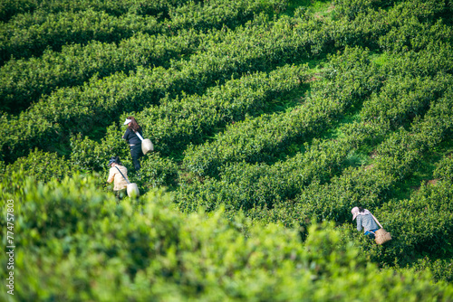 tea plantation photo