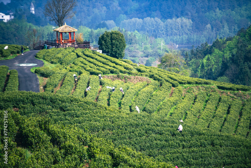 tea plantation photo