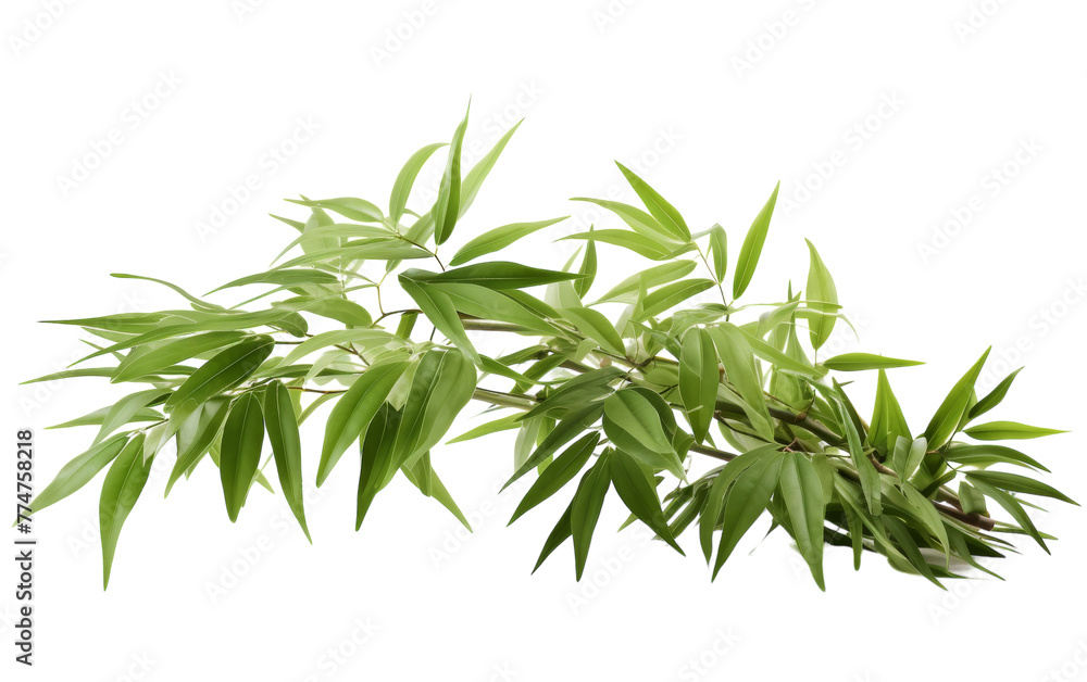 A delicate bamboo plant dances gracefully against a pristine white backdrop A delicate bamboo plant dances gracefully against a pristine white backdrop